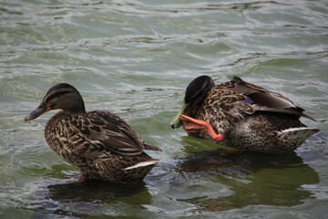 Two Ducks Resting on Water – Wildlife and Natural Scene in Urban Environment