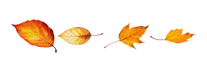 Autumn Leaves Collection on Transparent Background