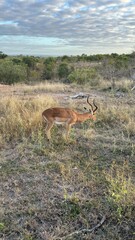 Naklejka premium beautiful africa