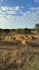 beautiful africa