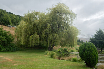 A large old willow tree near emerald pond in the garden at Ben Lomond Lavender Farm under the cloudy sky, Wakatipu Valley, New Zealand