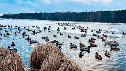 A group of ducks and swans on a winter pond with frozen ice