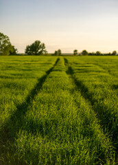 green field and sky