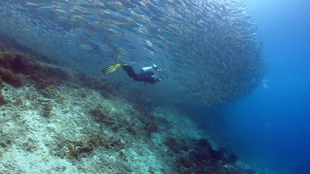 Coral reef underwater. Flock of small beautiful reef fishes at the bottom of the sea.