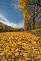 黄金色のイチョウの絨毯2
