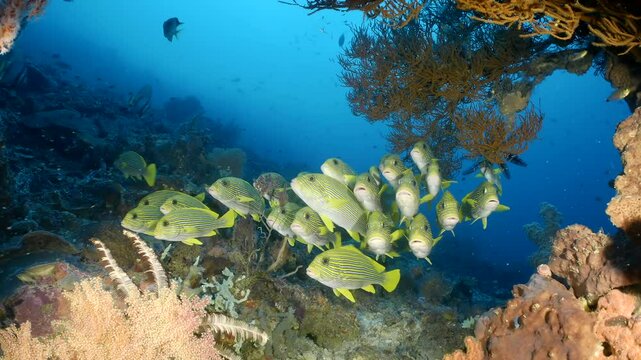 Coral reef underwater. Flock of small beautiful reef fishes at the bottom of the sea.