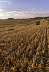 Fototapeta premium Harvestend field summer evening Sweden 