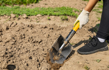 Shovel in the ground. Agriculture and soil cultivation. Digging the ground with a shovel.