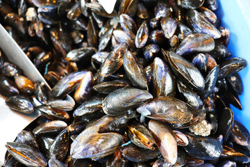 fresh mussels on the market