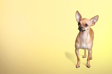 Portrait of cute happy funny dog pet