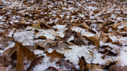 Nahaufnahme von braunem Laub mit Schnee und Eis im Winter