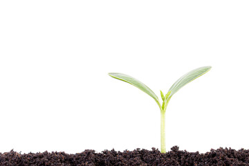 New life concept. Young plant isolated on white background