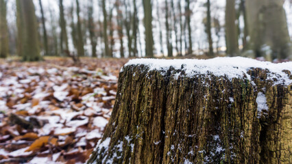 Makrofoto von braunem Laub und Baumstumpf mit Schnee und Eis im winterlichen Wald