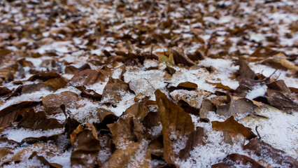 Nahaufnahme von braunem Laub mit Schnee und Eis im Winter