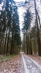 verschneite und frostige Landschaft mit Landstrasse im winterlichen Wald