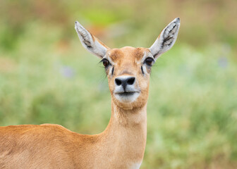 Deers, Antlers and wild antelopes in the forest
