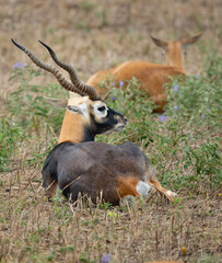 Deers, Antlers and wild antelopes in the forest