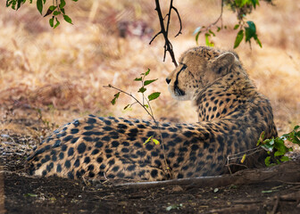 Wild and fearful cheetah in the forest