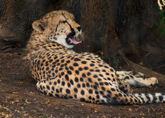 Wild and fearful cheetah in the forest