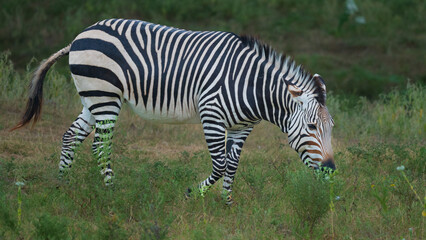 Zebras grazing the green meadows