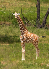 Cute and adorable Giraffees in the forest