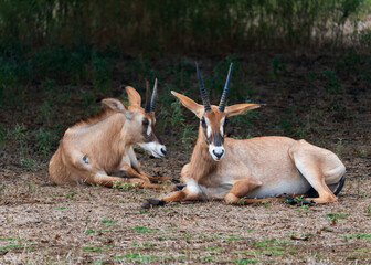 Deers, Antlers and wild antelopes in the forest