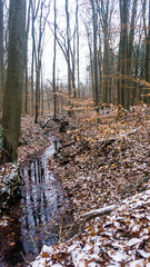 verschneite und frostige Landschaft mit Bachlauf im winterlichen Wald