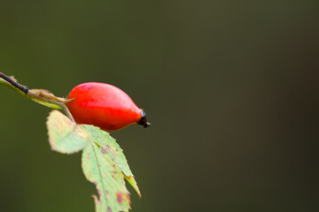 ripe rose hip on a twig close-up