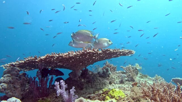 Coral reef underwater. Flock of small beautiful reef fishes at the bottom of the sea.
