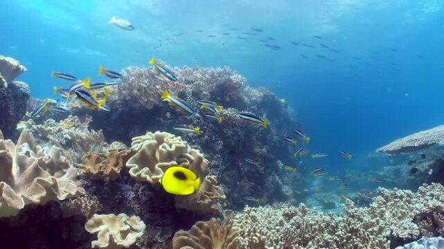 Coral reef underwater. Flock of small beautiful reef fishes at the bottom of the sea.