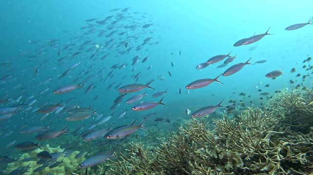 Coral reef underwater. Flock of small beautiful reef fishes at the bottom of the sea.