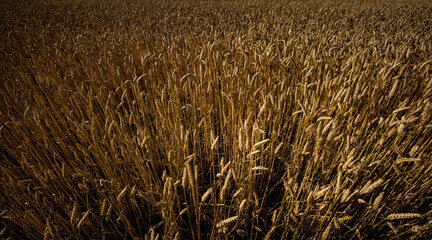 Whet ears on a field