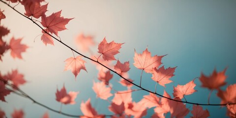 Pink Autumn Leaves with Sunlight on Blue Background.