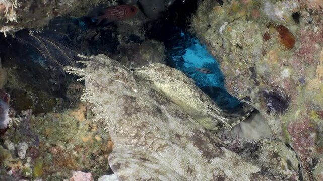  Underwater coral reef with colorful tropical fish and Carpet shark - Wobbegong (Orectolobidae). Beautiful living coral gardens and lots of fish swim and feed in the clear transparent blue sea.