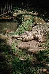 Close Up of Crocodile Napping by the River in the Zoo on a Warm Afternoon Capturing the Reptile’s Rest in Its Captive Habitat