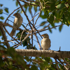 A Sparrow Fledgling on a Tree Branch