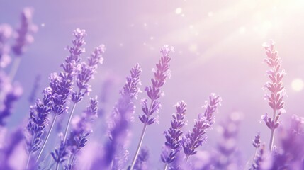 Naklejka premium Soft lavender background with subtle light gradients, creating a calming atmosphere for wellness products.