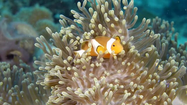 Little tropical clown fish hiding in anemones. Anemone fish close-up.