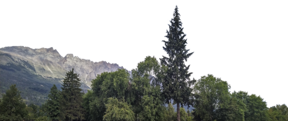 Trees and background mountains panoramic isolated photo