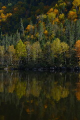 autumn in the forest