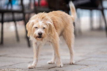 Hollandse Smoushond, Dutch Smoushond (Dutch Ratter) wandering the streets of the city. Hollandse smoushond is a breed of hunting dogs.