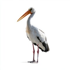 Yellow-billed Stork on White Background