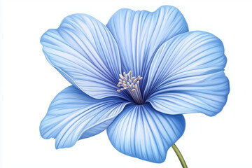 blue chrysanthemum flower