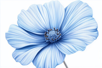 Fototapeta premium blue chrysanthemum flower