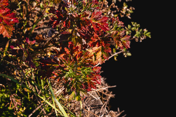 紅葉したヨモギ