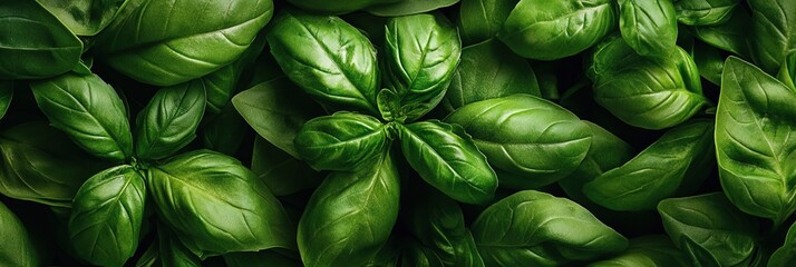 fresh basil