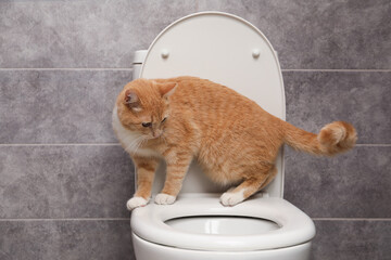 Cute cat on toilet bowl in bathroom