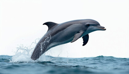 Fototapeta premium Bottlenose dolphin jumping out of the sea water splashing over the surface