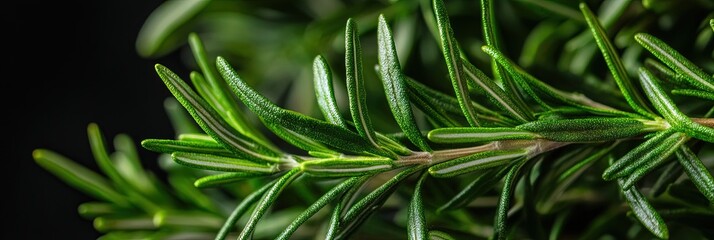 Fototapeta premium fresh rosemary 