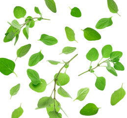 Fresh oregano twigs in air on white background